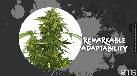 Plante de marijuana Super Silver Haze en pleine floraison