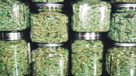 Curing Marijuana buds jars