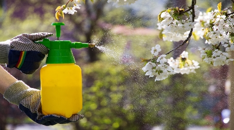 Naturligt insektsmedel för att utrota stinkbuggar