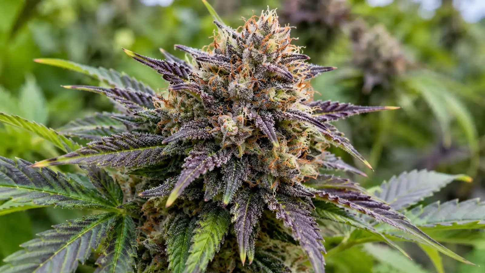 A purple cannabis flower with orange pistils and frosty trichomes against blurred green leaves.