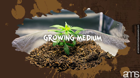 odlingsmedium för cannabis