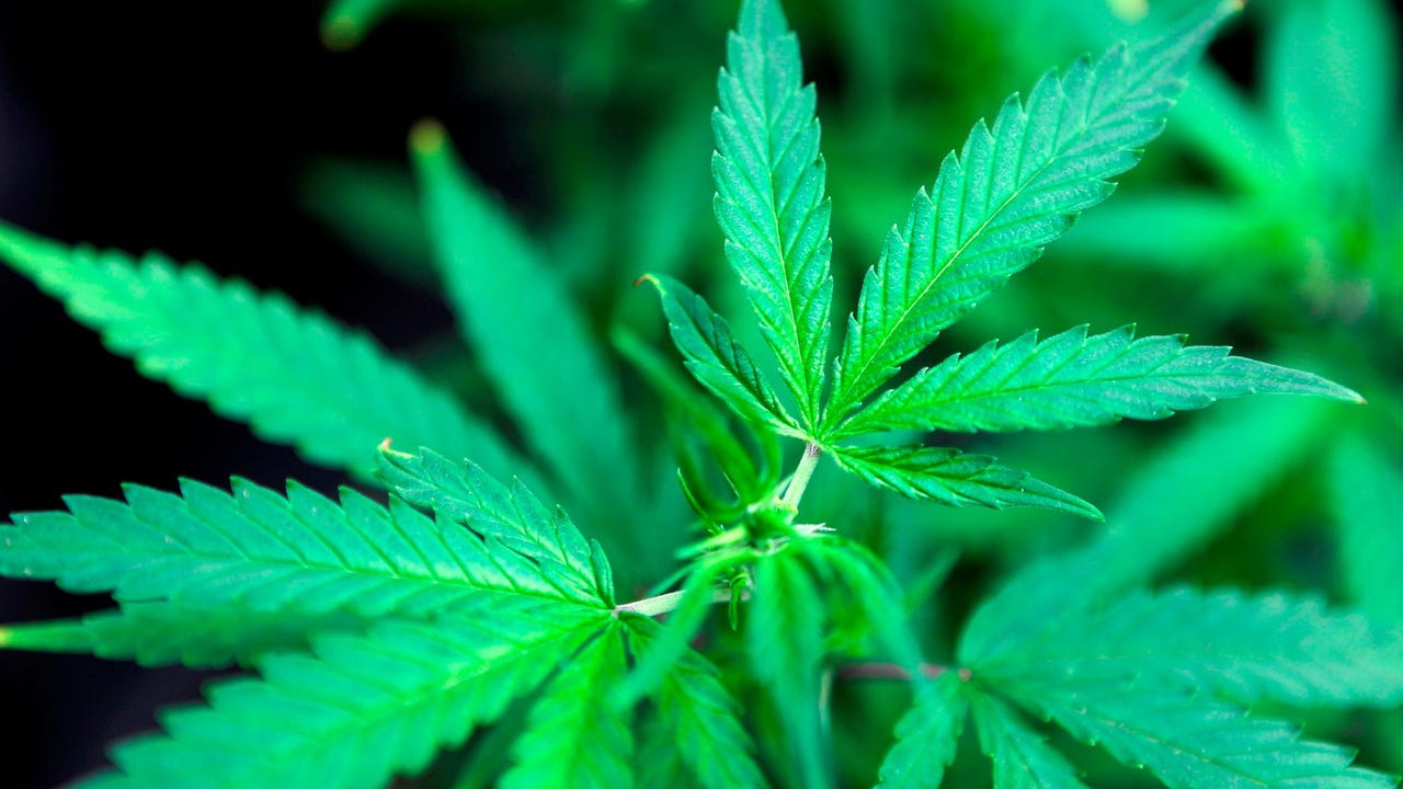 Légaliser le cannabis en Russie