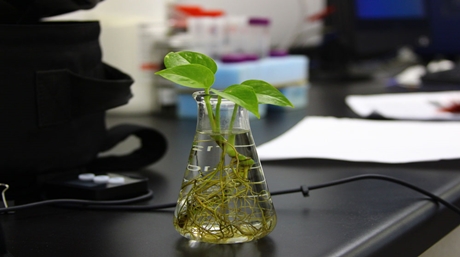 Hydroponics vs Soil