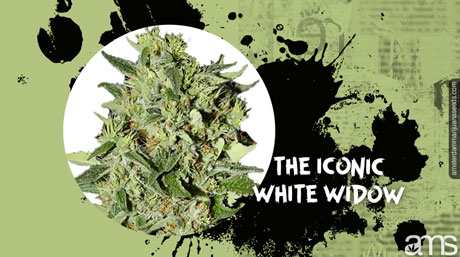 White Widow haut en pleine floraison