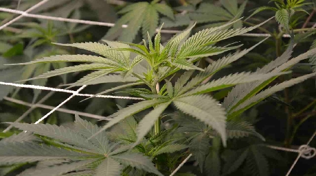 SCROG Écran de Vert