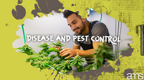surveiller les plants de cannabis