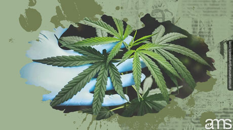 Skördar Cannabisväxt