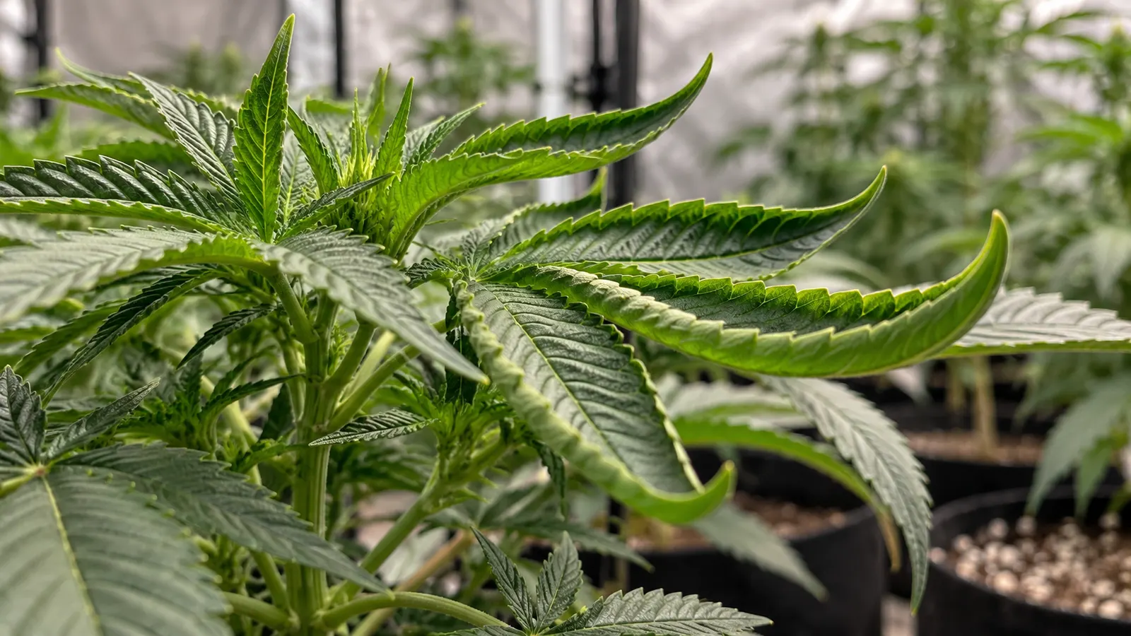 Cannabis fan leaves with edges curling upward into a taco shape.