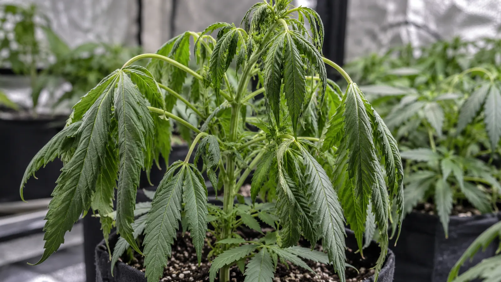 Limp, drooping fan leaves on an indoor cannabis plant.