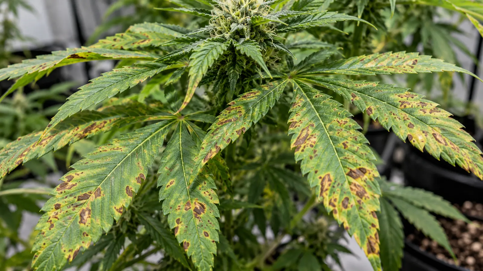 Brown and rust-colored spots on green cannabis fan leaves.