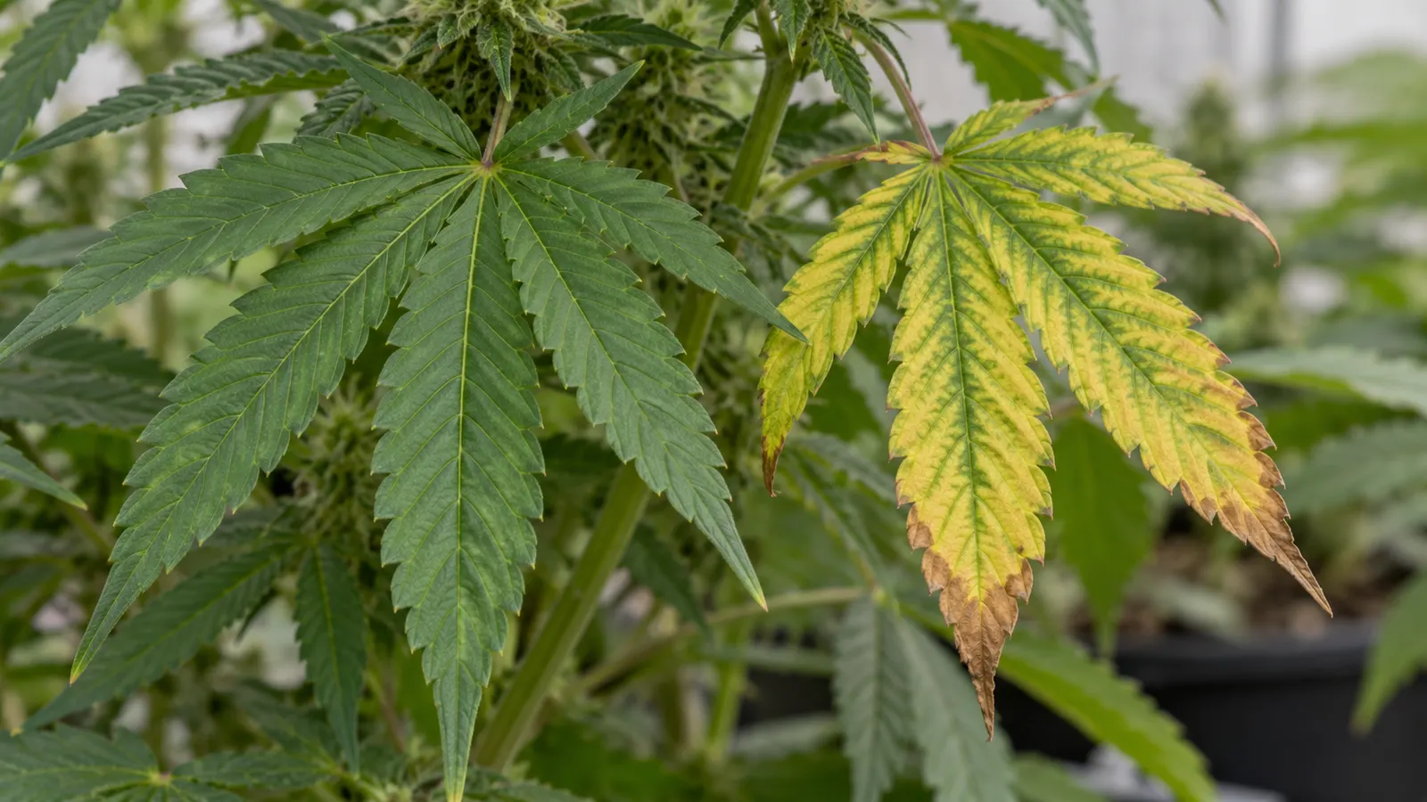 Gröna och gulnande cannabisblad visar skillnader i nervfärg och torra bladspetsar.