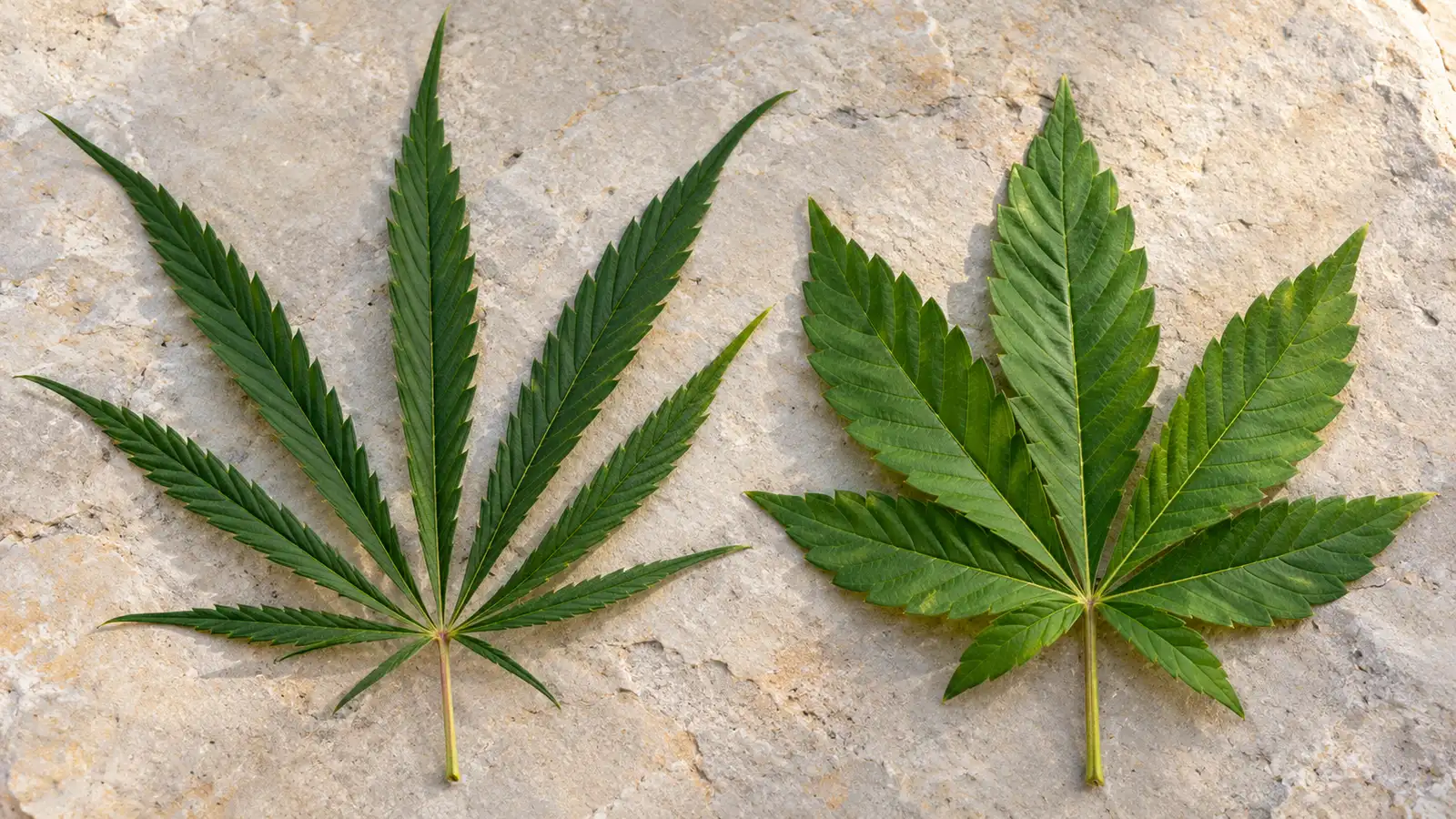 Two cannabis fan leaves with narrow and broad leaflets lie side by side on pale stone.