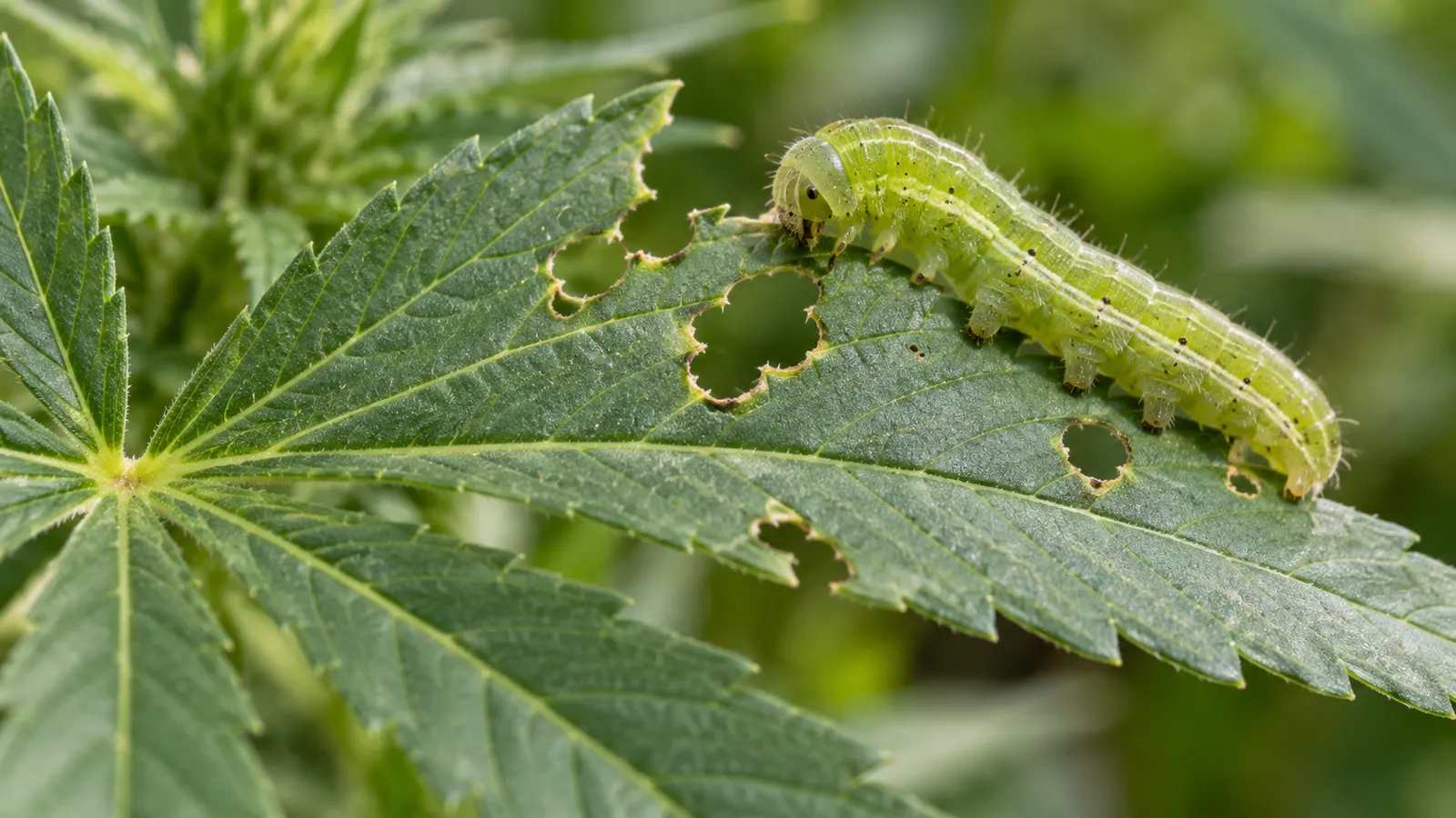 Une chenille verte accrochée à une feuille de cannabis à côté de trous irréguliers et de bords grignotés.