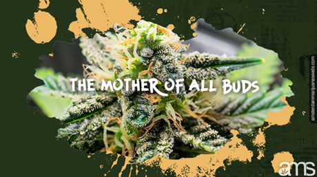 MOAB Mother of All Buds MOAB The mother of all marijuana buds
