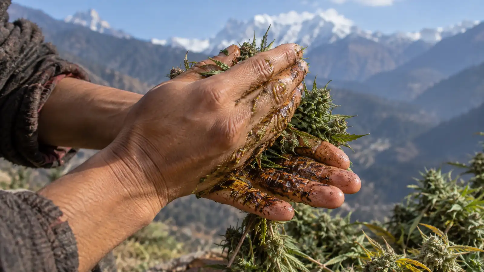 Hands rubbing fresh living cannabis flowers to collect resin, the traditional way charas is made