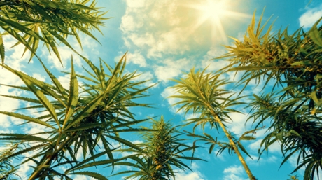 Cultiver de l'herbe