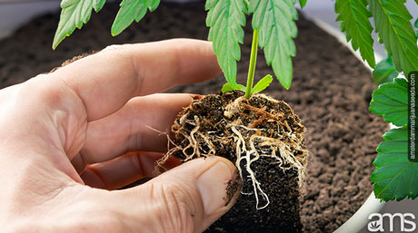 une plante adventice et son système racinaire