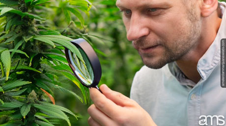 manage pests greenhouse