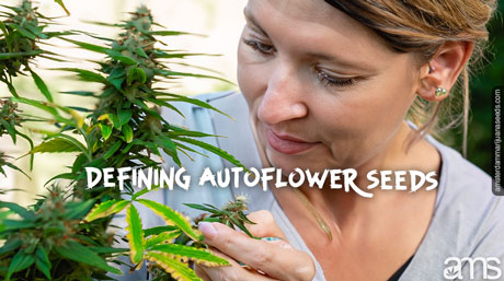 moeiteloze teelt autoflower wiet zaden plant