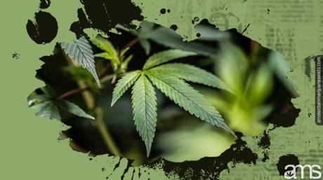 Marijuana plant anatomy the definitive guide by AMS marijuana leaves anatomy