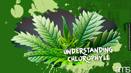 Feuille de cannabis, chlorophylle verte