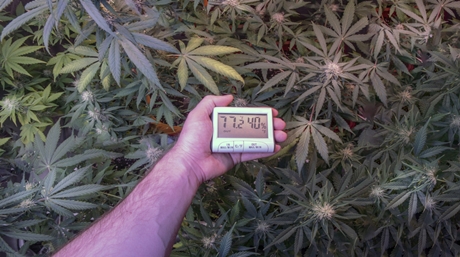 dense marijuana buds