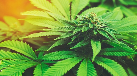 Big Bud marijuana