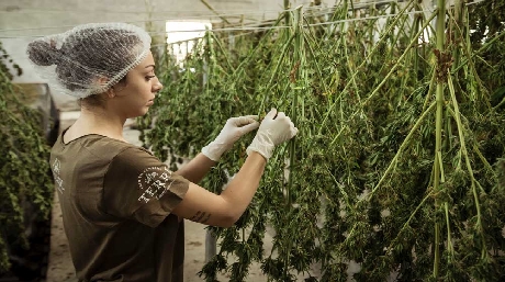 Cut down marijuana plants