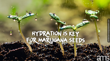 moisture marijuana seedlings