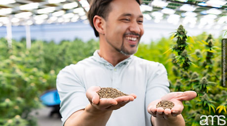 control pests greenhouse
