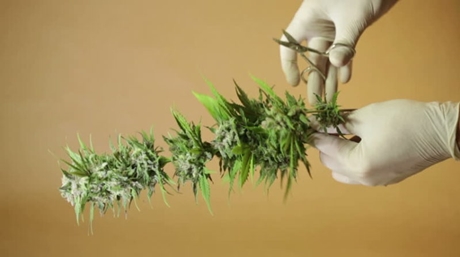 Trimma din marijuanaskörd