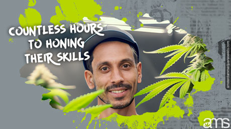 sélectionneur de cannabis néerlandais