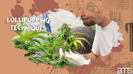 technique de sucette plante White Widow