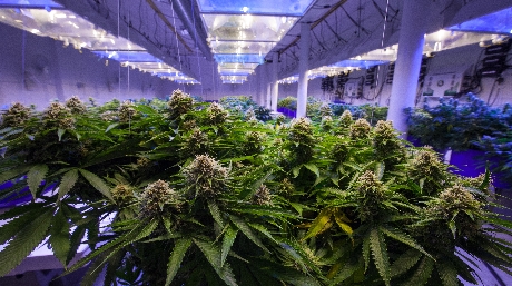 grow indoor marijuana