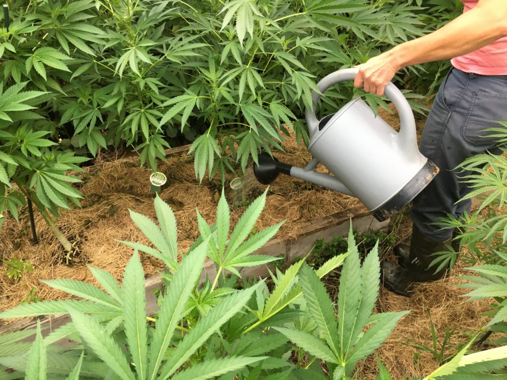 compost tea cannabis watering