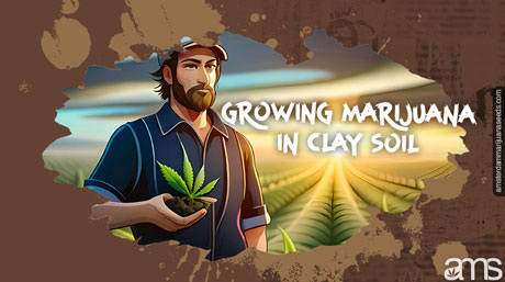cultivateur cultivant du cannabis dans un sol argileux
