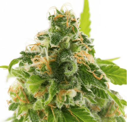 Cannabis Mega Jackpot