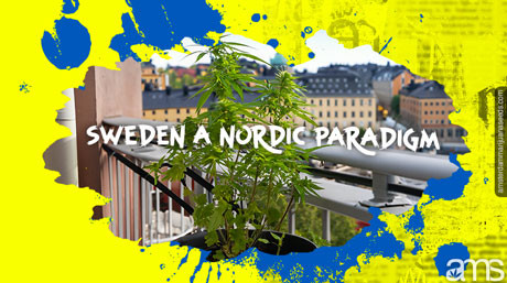 Stockholm en Suède plante de cannabis en pot
