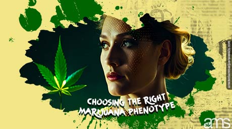 choose the right marijuana phenotype