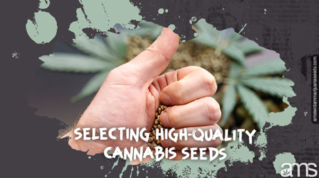Erstellung eines Zeitplans für den Cannabisanbauplan