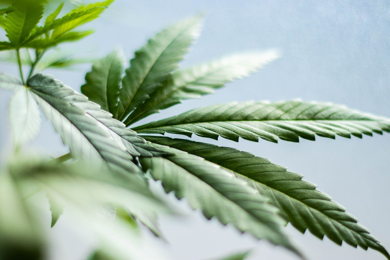 Cannabis Leaf Cannabis Leafs