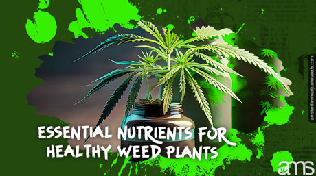 nutriments essentiels pour des plantes de cannabis saines