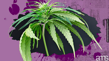 weed plant keep cool