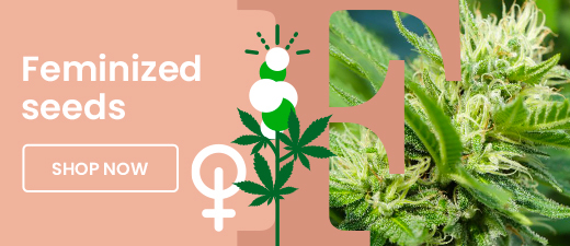 feminisiertes Katzenbanner