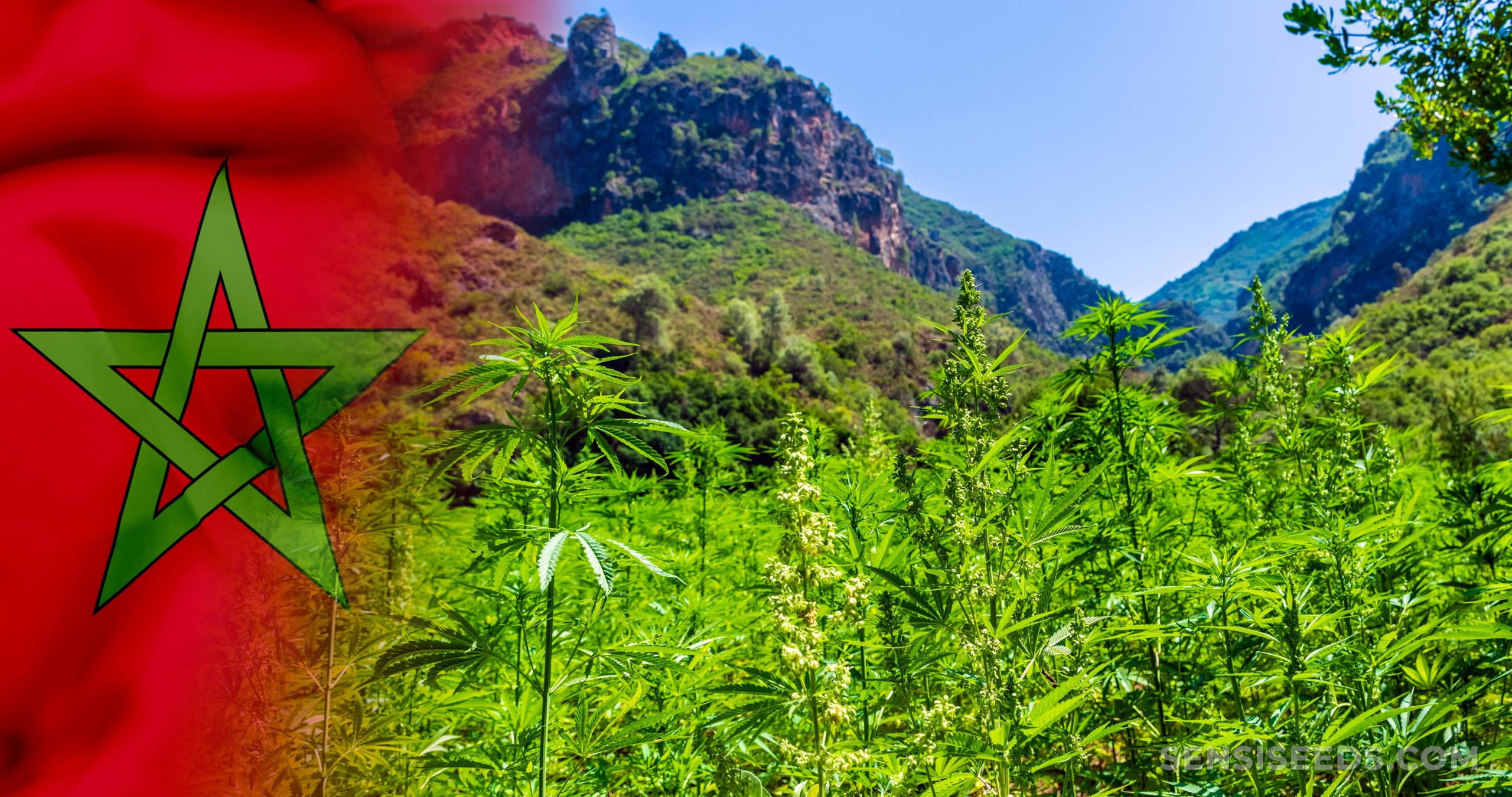 Marokkanische Cannabissorte Beldia