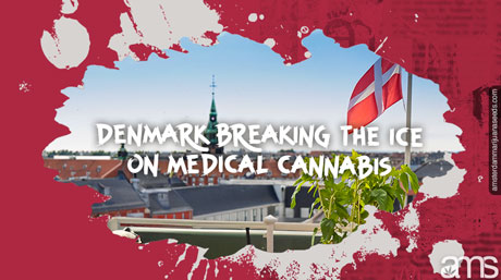 Copenhague Danemark plante de cannabis en pot