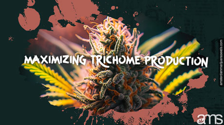 Trichomes Marijuana Bud