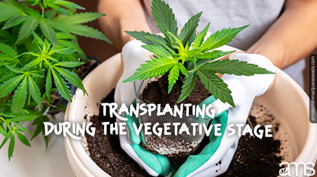 transplant a marijuana plant to a bigger pot
