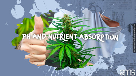 marijuanaväxt ph