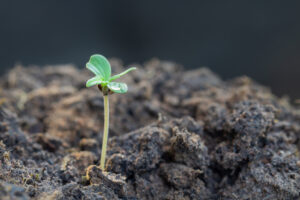 faire pousser des plants de marijuana plant de marijuana